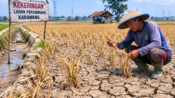 Kekeringan Melanda 1.000 Ha Sawah di Karawang, DPKPP Kerahkan Pompa dan Alat Berat