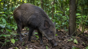 Babi Hutan Masuk Permukiman di Bandung Barat, Dua Warga Terluka Diserang
