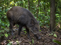 Babi Hutan Masuk Permukiman di Bandung Barat, Dua Warga Terluka Diserang