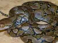 Bikin Heboh! Sanca Batik 3 Meter Muncul di Bawah Jembatan Pasar Palabuhanratu