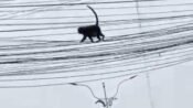 Monyet Nyasar Bikin Geger! Gentayangan di Kabel Listrik Pemkab Karawang, Begini Detik-Detik Evakuasinya