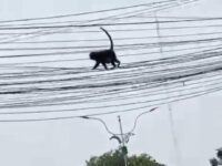 Monyet Nyasar Bikin Geger! Gentayangan di Kabel Listrik Pemkab Karawang, Begini Detik-Detik Evakuasinya