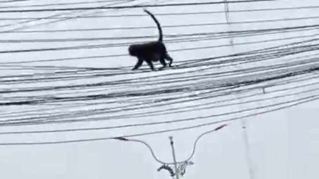 Monyet Nyasar Bikin Geger! Gentayangan di Kabel Listrik Pemkab Karawang, Begini Detik-Detik Evakuasinya